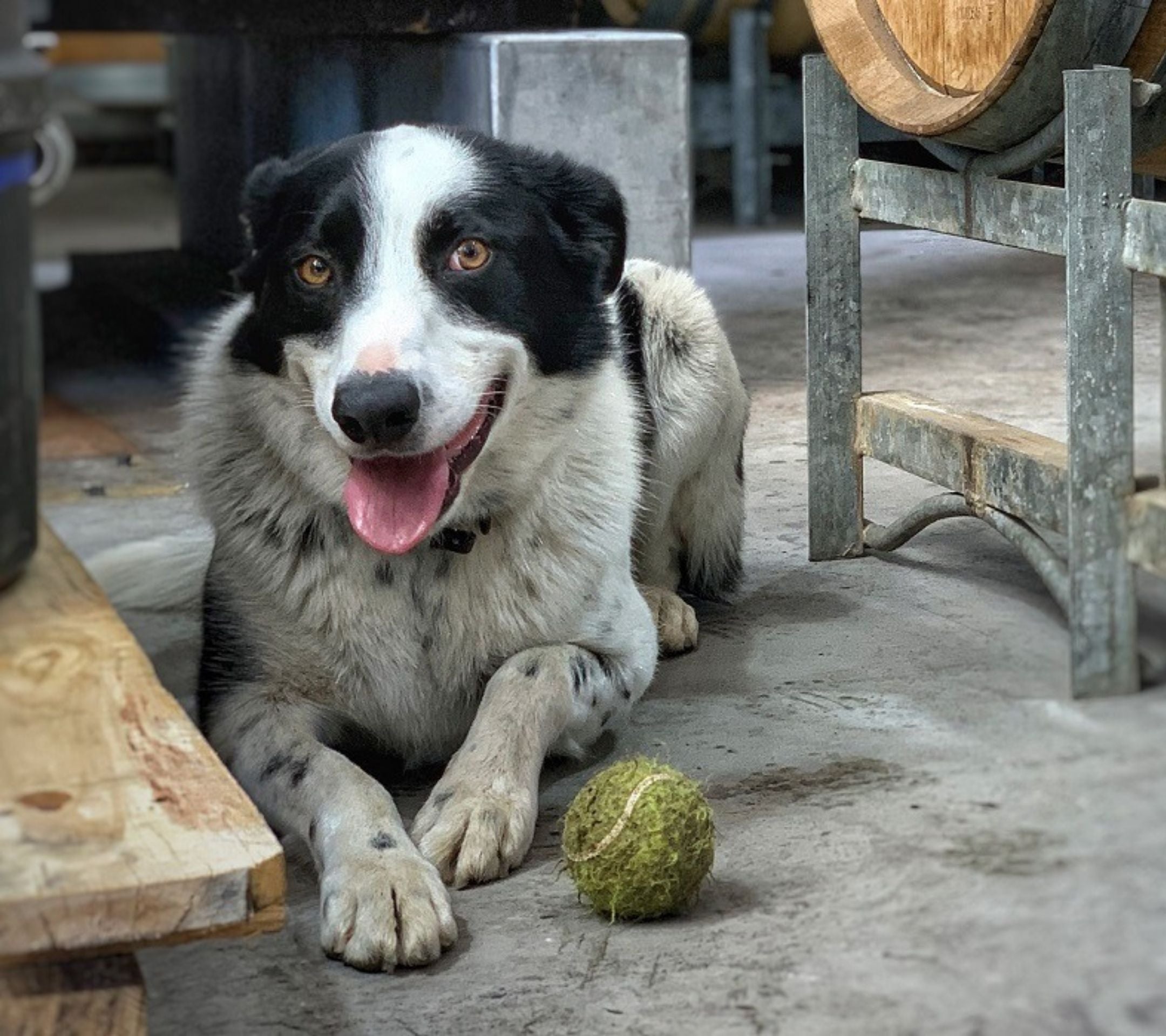 Clive Sigurd Wines Top Dog