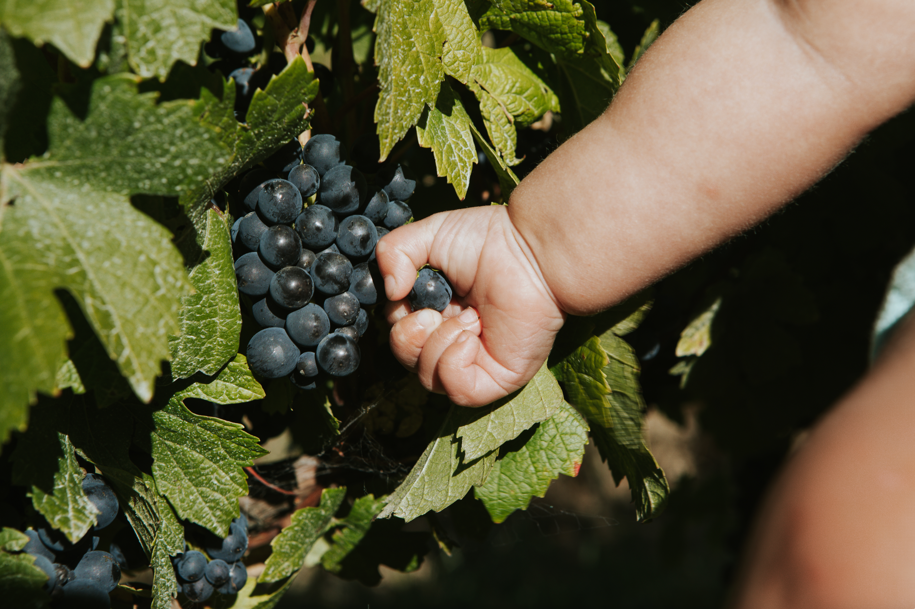 Lila Magnum - Carignan 2023 by Sigurd