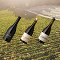 The Cellar Release 🍂 12 pack