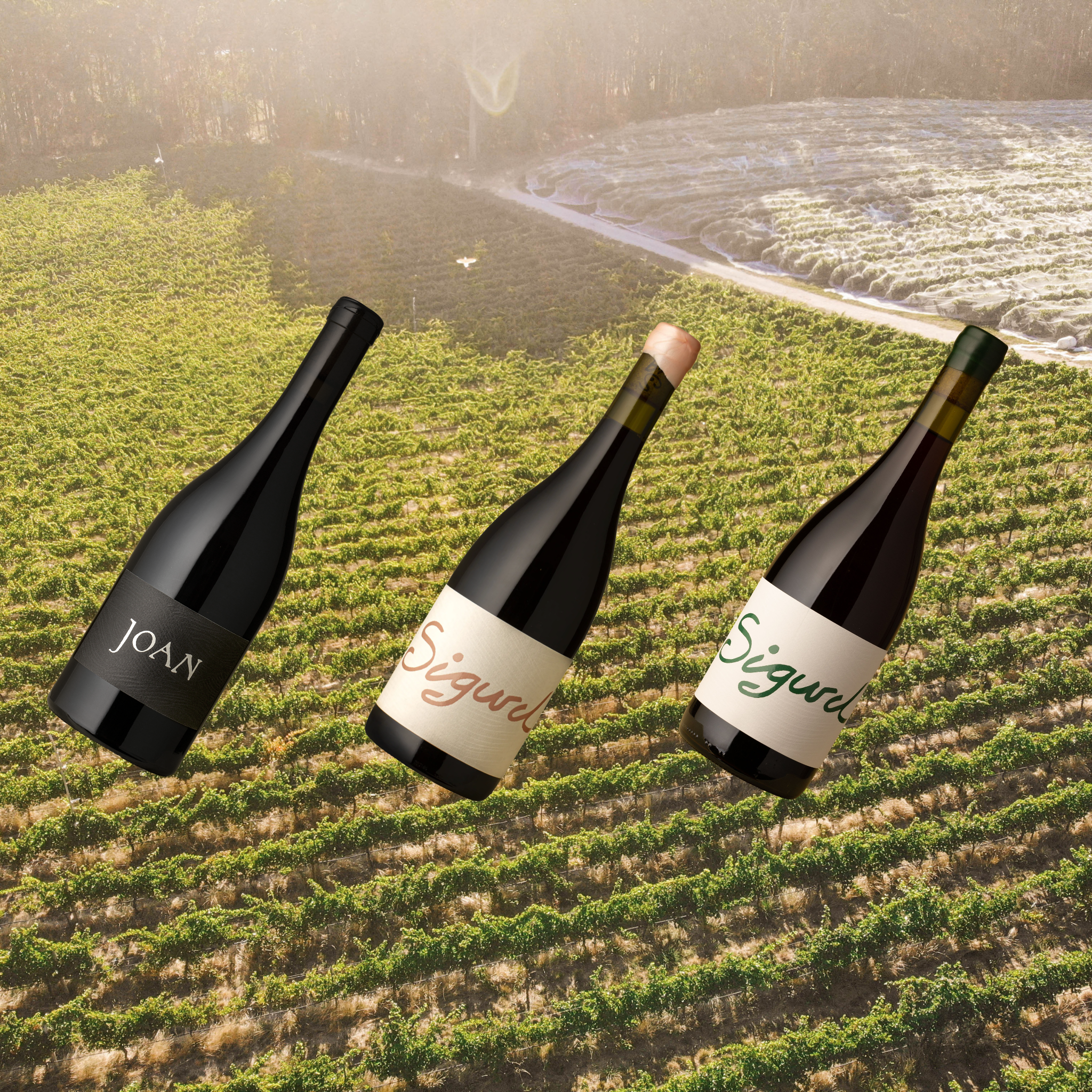 The Cellar Release 🍂 12 pack