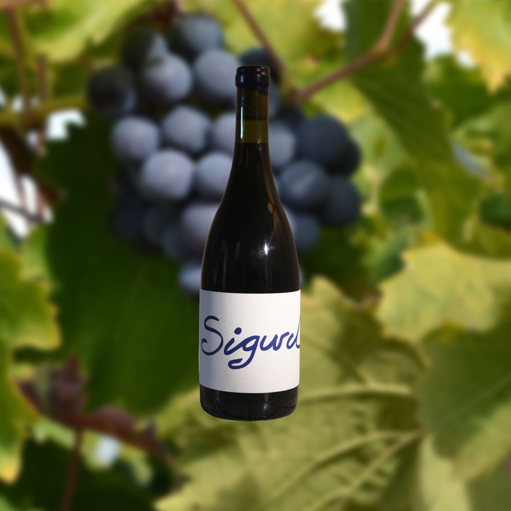 2021 Carignan - SOLD OUT